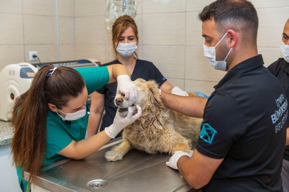 Kısırlaştırılan Kedi-köpek Sayısı İki Katına Çıktı