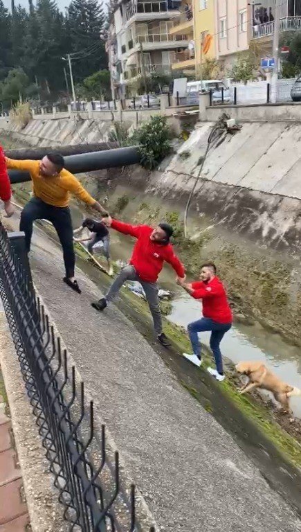 Su Kanalına Düşen Köpek İnsan Zinciriyle Kurtarıldı