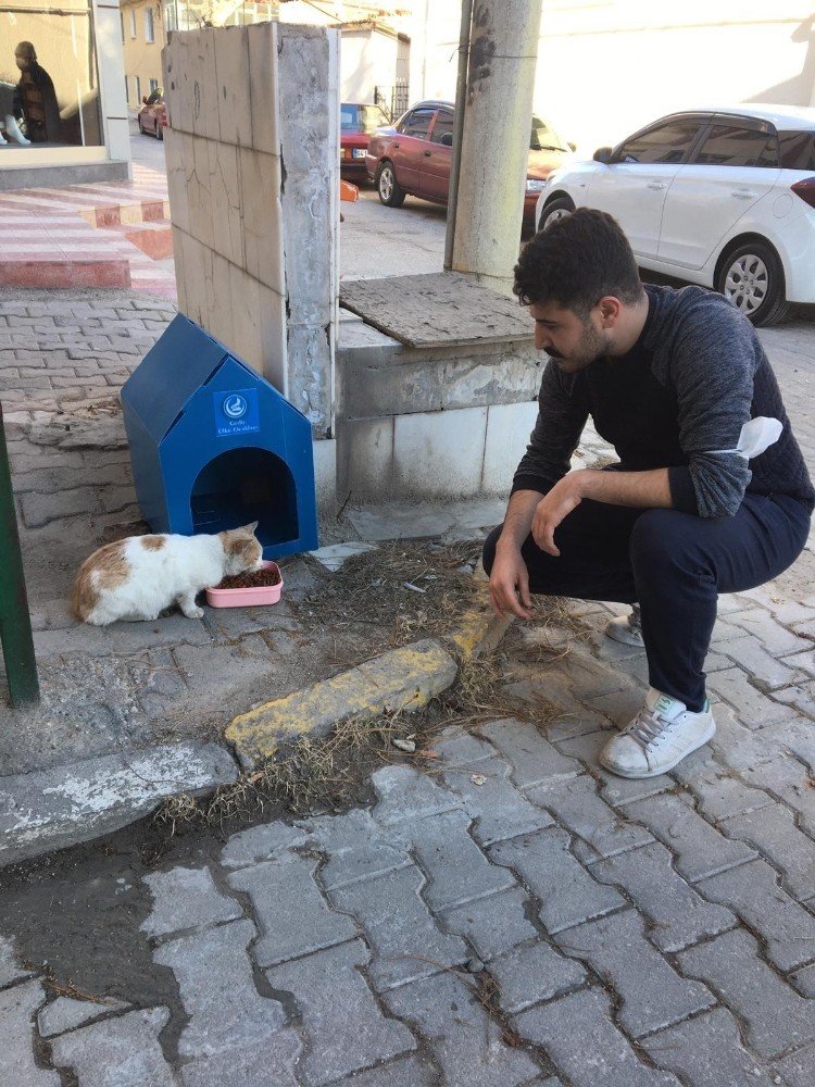 Sokak Hayvanları İçin Barınak