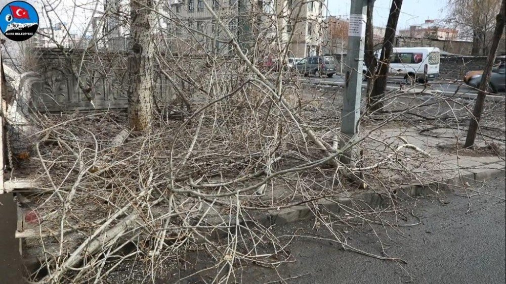 Kars’ta Ağaçlar Budanıyor