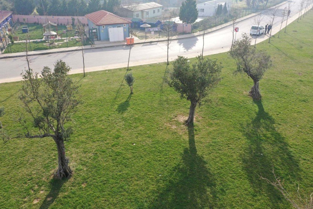 Kocaeli’ne 15 Yılda 100 Bin Zeytin Fidanı Dikildi