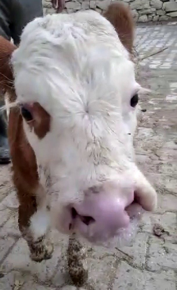 Bu Buzağıyı Görenler Gözlerine İnanamıyor