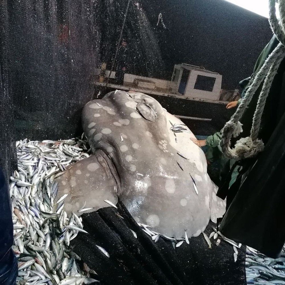 Akdeniz’de Nadir Görülen ‘ay Balığı’ Adana’da Ağlara Takıldı