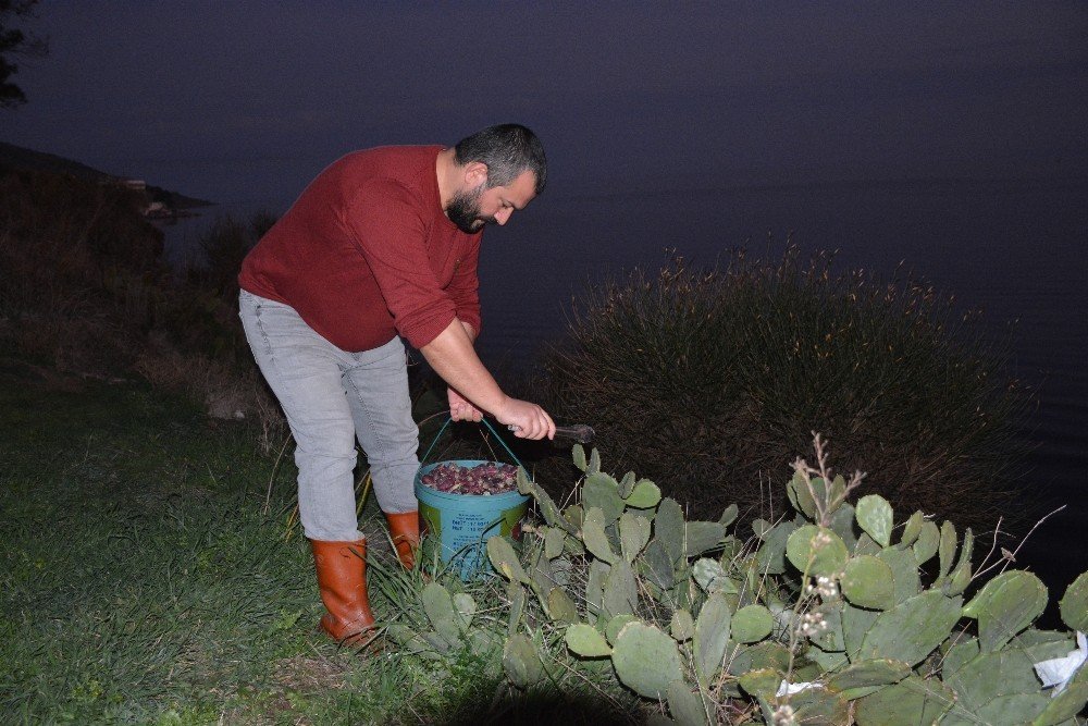 Sinop’ta ’kaynana Dili’ Gelir Kapısı Oldu