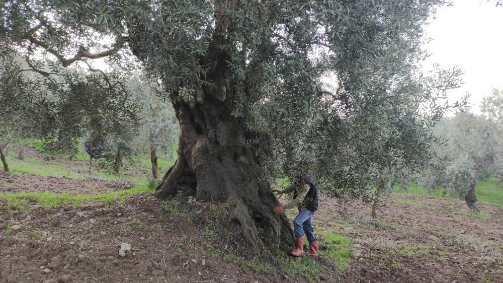 Bin 500 Yıllık Zeytin Ağacı Şifa Dağıtıyor