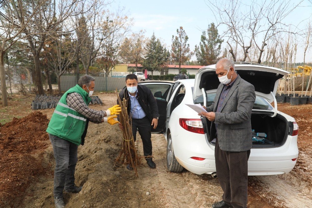 Şanlıurfa’da Nar Fidanı Dağıtımı Başladı