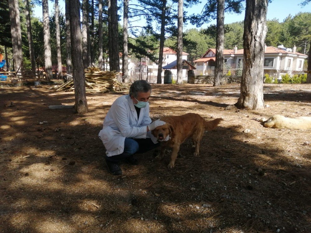 Alanya Belediyesinden Sokak Hayvanlarına Aşılama Çalışması