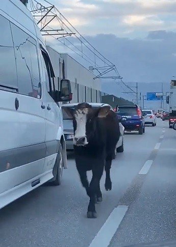 Bursa Trafiğinde Dana Şoku...