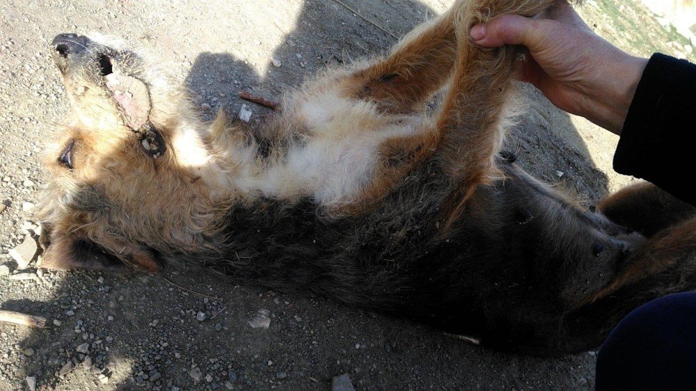 Mahalle Ortasında İki Köpek Silahla Vurularak Öldürüldü