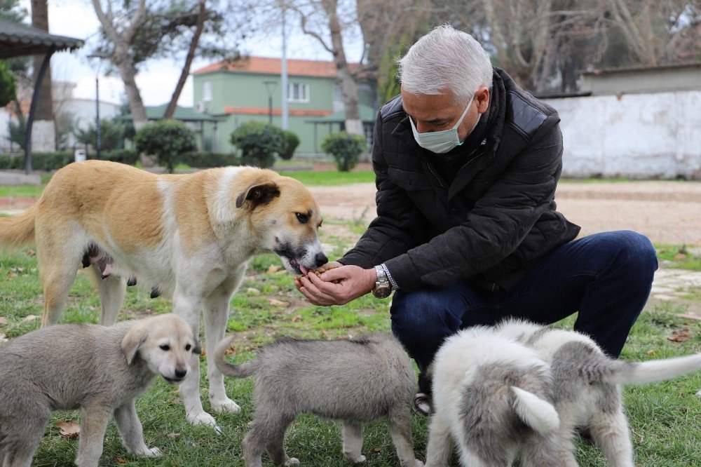 Saruhanlı’da Sokak Hayvanları İçin Yeni Beslenme Üniteleri