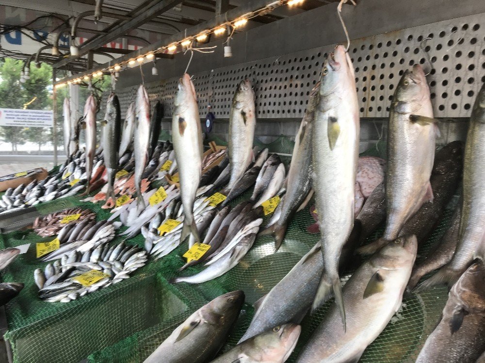 Marmara Denizi’nde Kofana Balığı Bolluğu, Kilosu 300 Liradan 70 Liraya Düştü