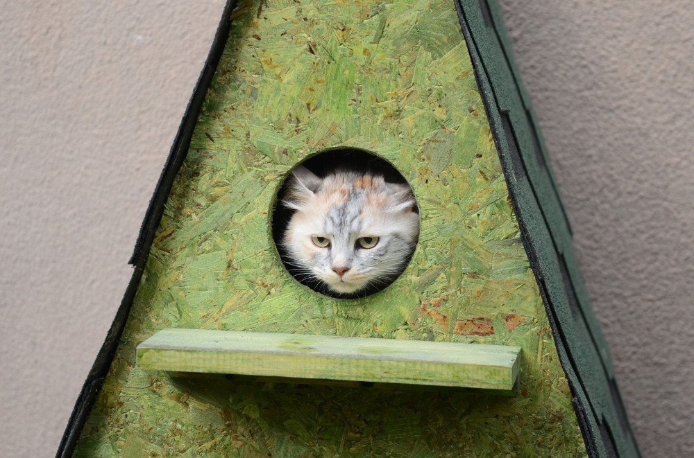 Yeni Kedi Yuvaları Yerlerini Aldı
