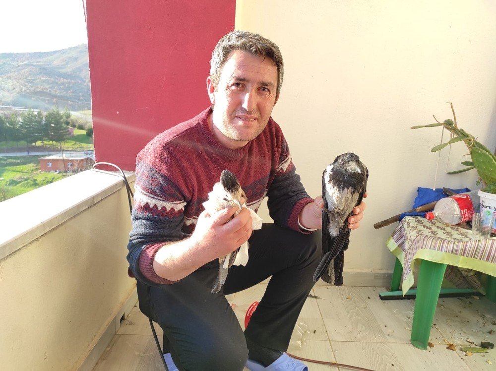 Yaralı Kuşları Tedavi Edip Doğaya Bırakıyor
