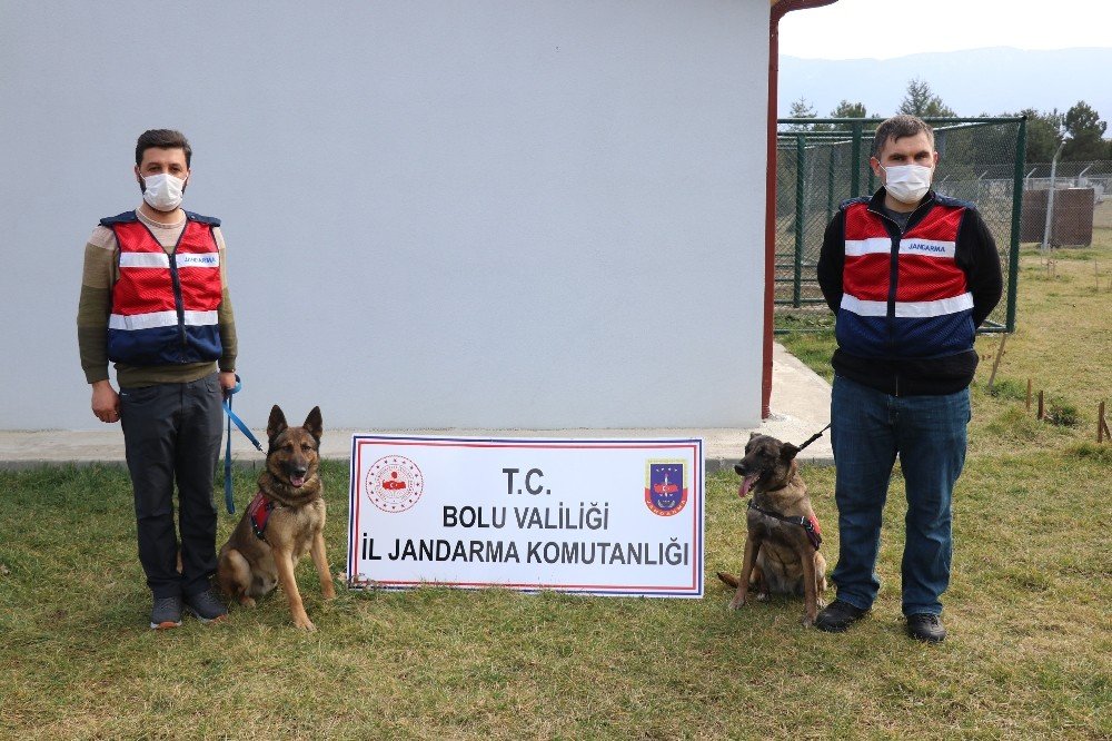 Jandarmanın ’hassas Burunları’ Zehir Tacirlerine Korku Salıyor