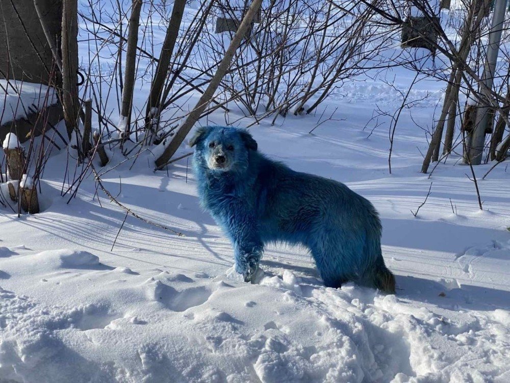 Rusya’da Köpeklerin Rengi Maviye Döndü