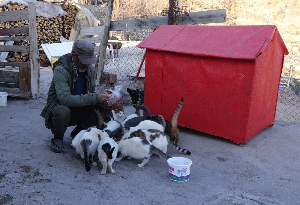 22 Yıl Önce Bir Kedi Sahiplendi, Şimdi 30’dan Fazla Kedisi Oldu