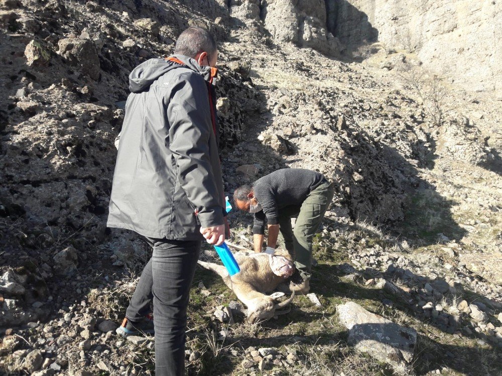 Tunceli’de 7 Yaban Keçisi Daha Ölü Bulundu