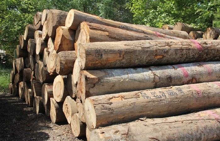 Yenice’de Orman Emvali Satışında Rekor Kırıldı