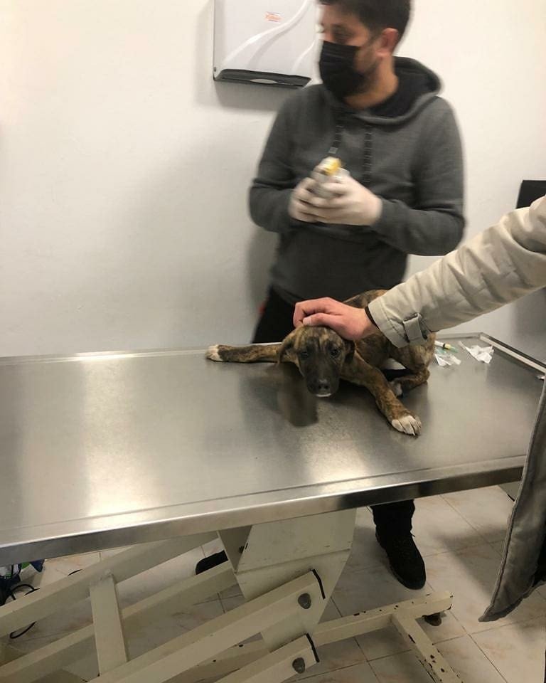 Aracın Ezdiği Köpeğe Belediye Sahip Çıktı