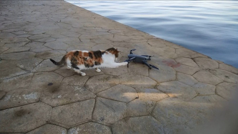 Martı Zannettiği Droneyi Yere Konunca Böyle Avlamaya Çalıştı