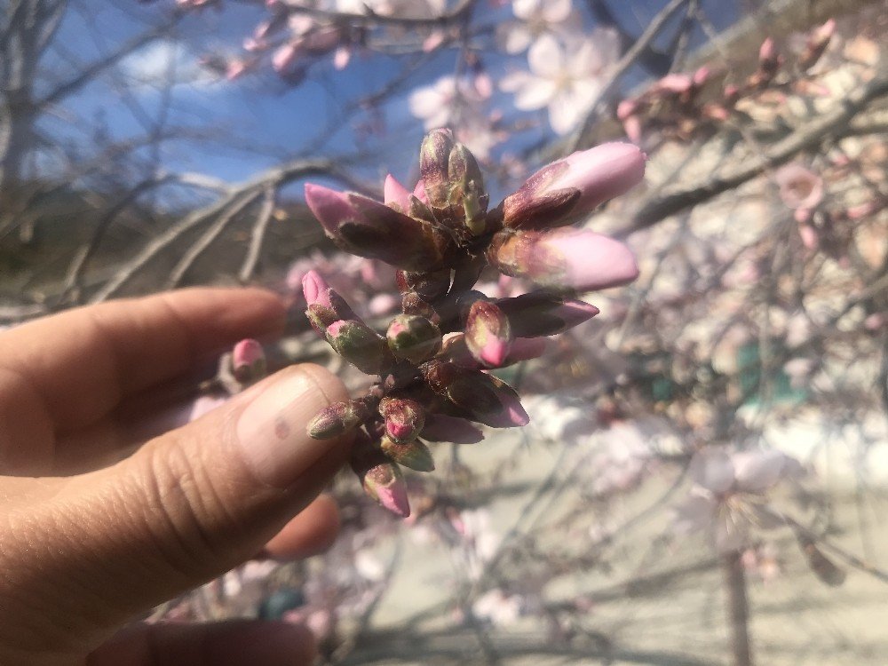 Güneşe Aldanan Badem Ağaçları Erken Çiçek Açtı