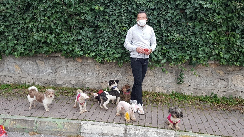 Köpeklerin Efendisi