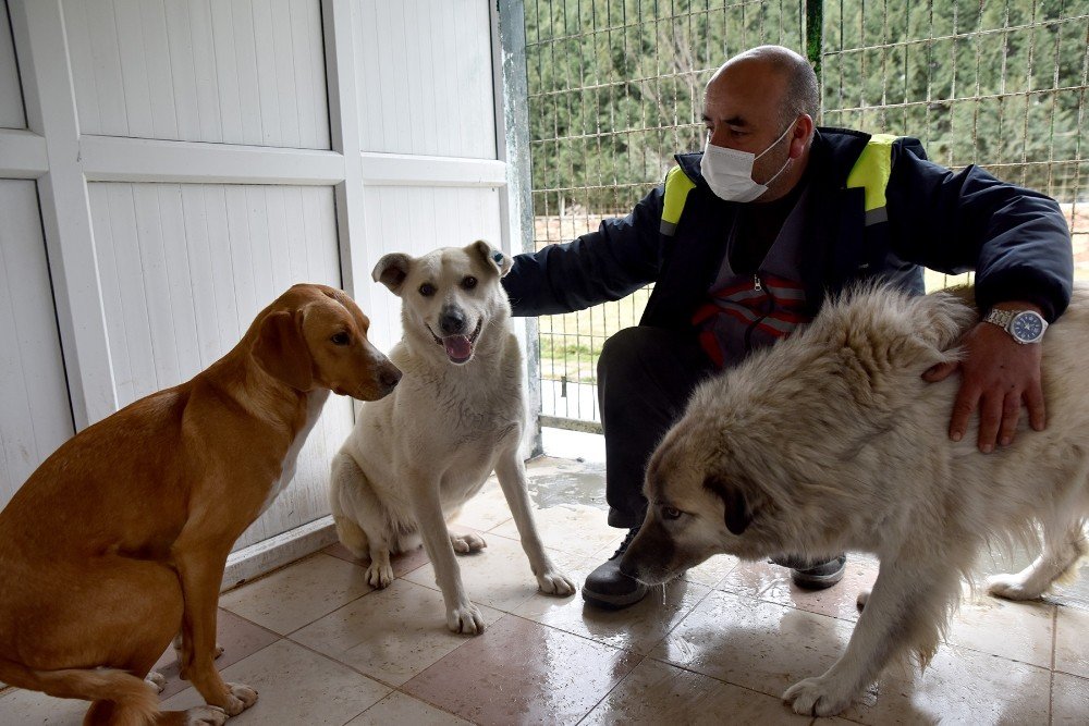 Üç Köpek Doğal Yaşam Merkezi’nin Misafiri Oldu