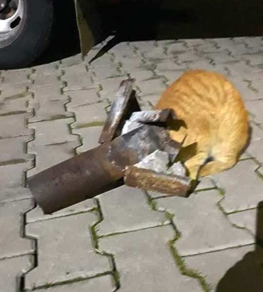 Yaramaz Kediyi İtfaiye Kurtardı