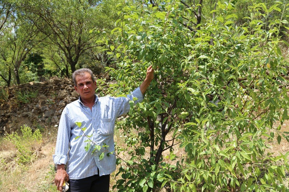 Yakınlarının Kayıp İhbarı Yaptığı Adam, Zeytin Ağacında Asılı Halde Bulundu