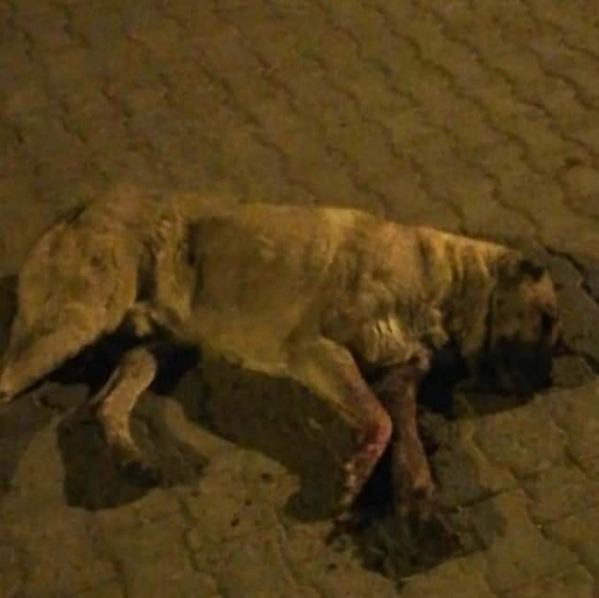 Sokak Köpeğini Öldüresiye Dövüp Gözlerini Oydular