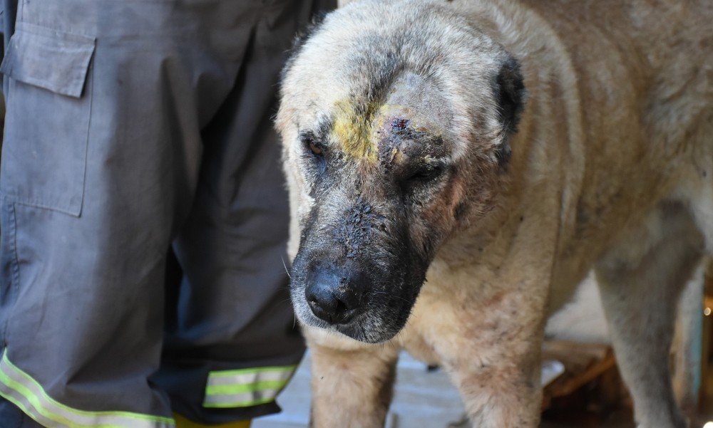 Tarsus’ta Silahla Vurulan Köpek Tedavi Edildi