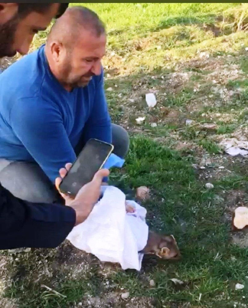 Diyarbakır’da Nesli Tükenme Tehlikesi Altında Olan Kaya Sansarı Görüldü