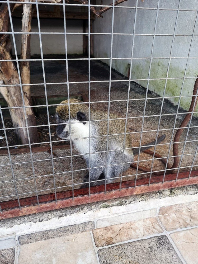 Tarihi Eser Operasyona Giden Polis ’rhesus’ Cinsi Maymun Buldu