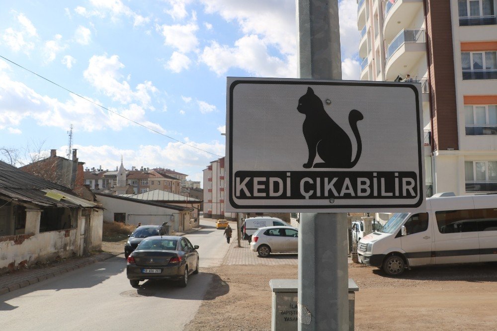 Dikkat Kedi Çıkabilir