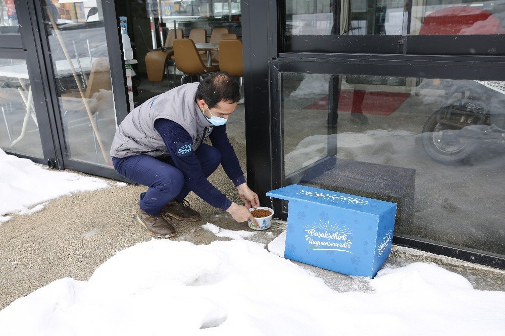 Başakşehir Belediyesi Dünya Kediler Günü’nde Sevimli Dostları Unutmadı