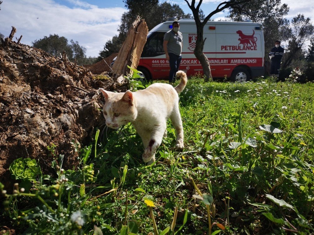 500 Günde 5 Bin Hayvan Kurtardılar