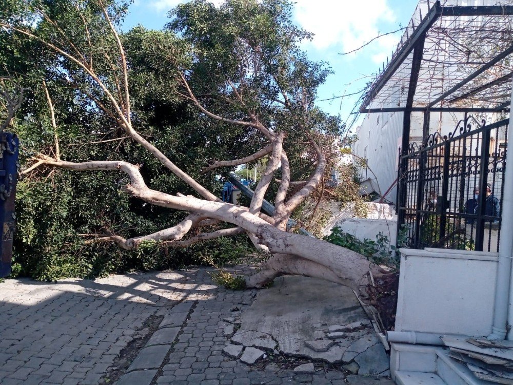 Ağaçlar Fırtınaya Dayanamadı