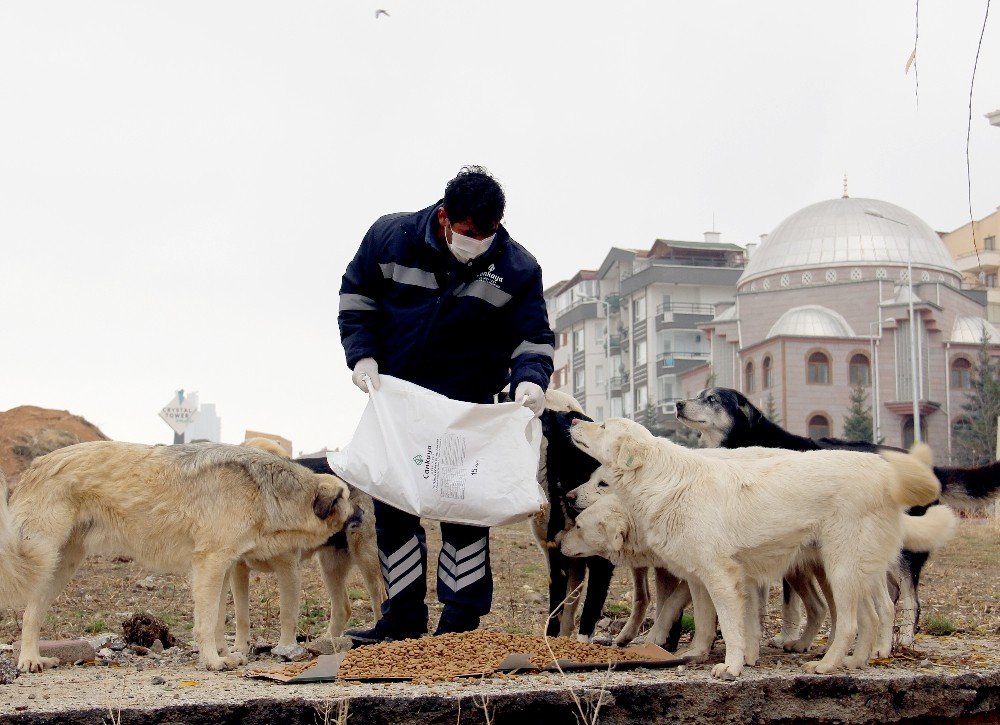 Çankaya Belediyesi Soğukta Sokak Hayvanlarını Unutmadı