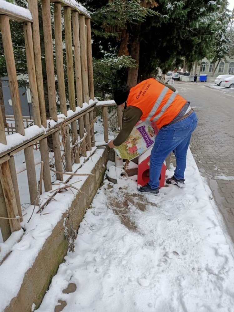 Gediz Belediyesi Soğuk Günlerde Sokak Hayvanlarını Unutmadı