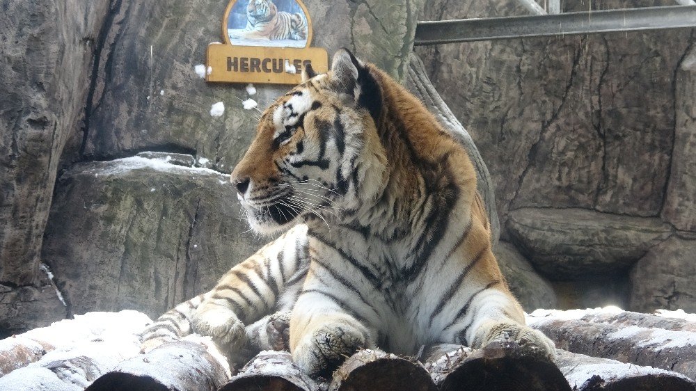 Hayvanat Bahçesindeki Kaplanlar Karla Buluştu