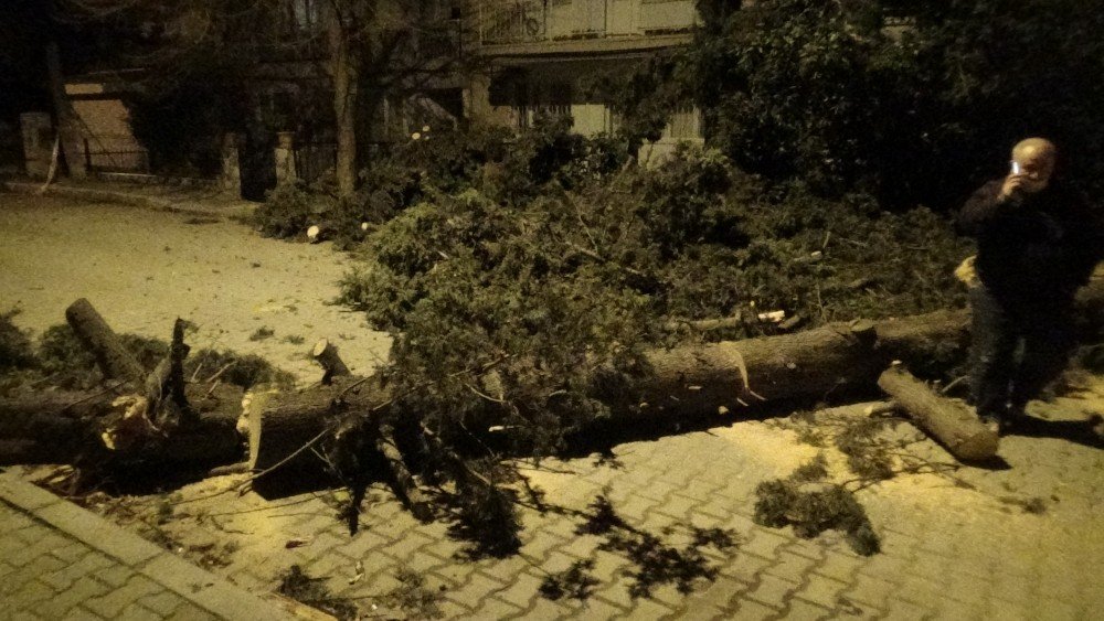 İ̇zmir’de Fırtına Sebebiyle Ağaç Sokağa Düştü