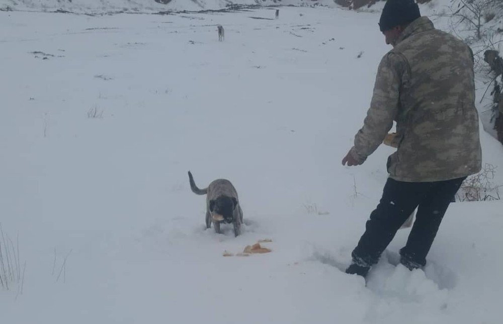 Delice’de Soğuklarda Sokak Hayvanları Unutulmadı