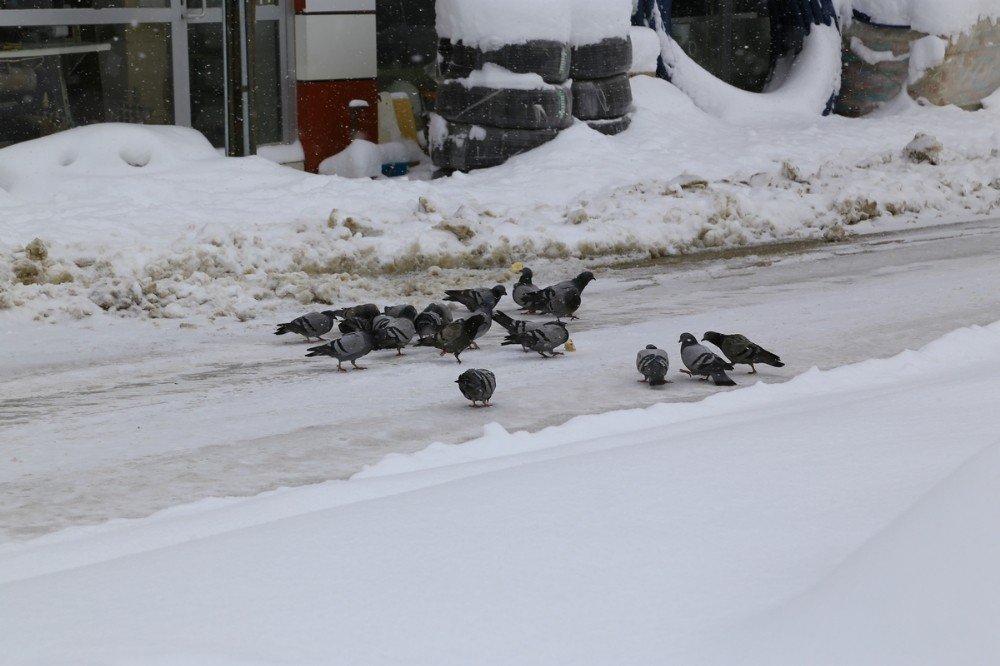 Kar Kalınlığı Yarım Metreye Yaklaştı