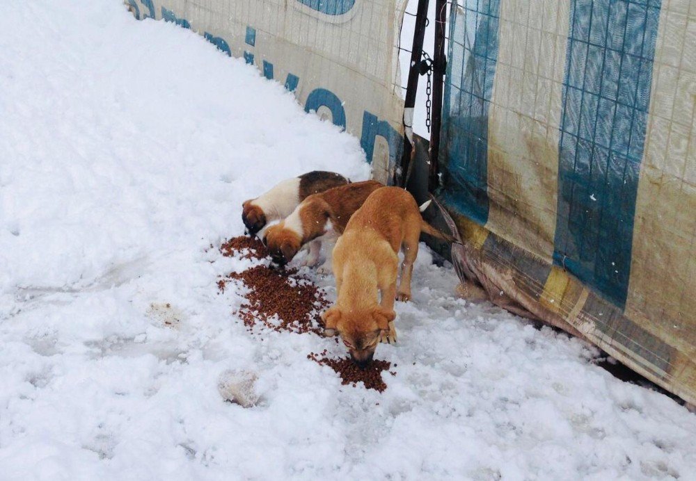 Körfez Belediyesi’nden Sokak Hayvanlarına Şefkat Eli