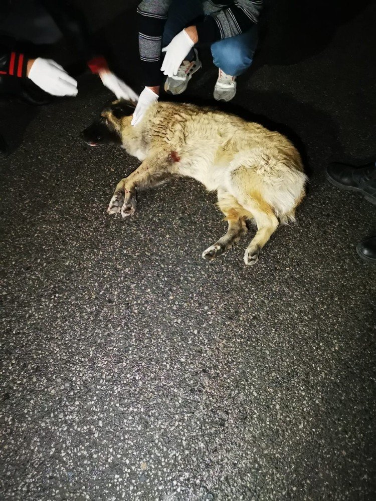 Arabanın Çarpıp Kaçtığı Köpeğe Çevredeki Gençler Sahip Çıktı