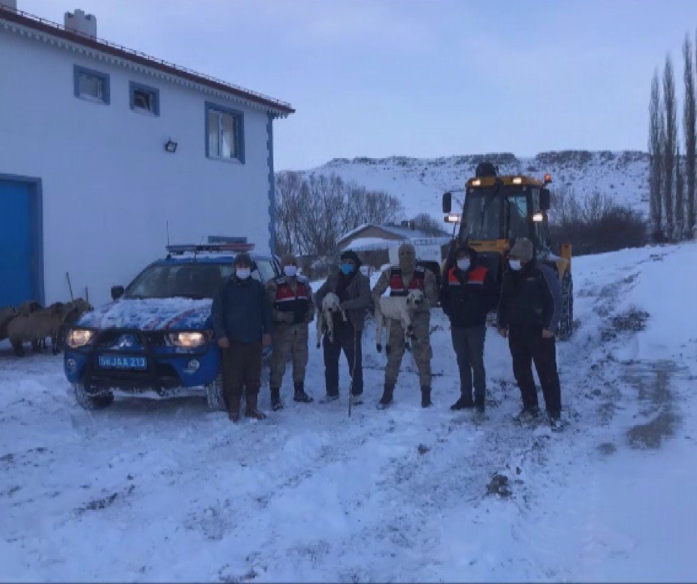 Çatısı Çöken Ahırdaki Hayvanları Jandarma Ekipleri Kurtardı