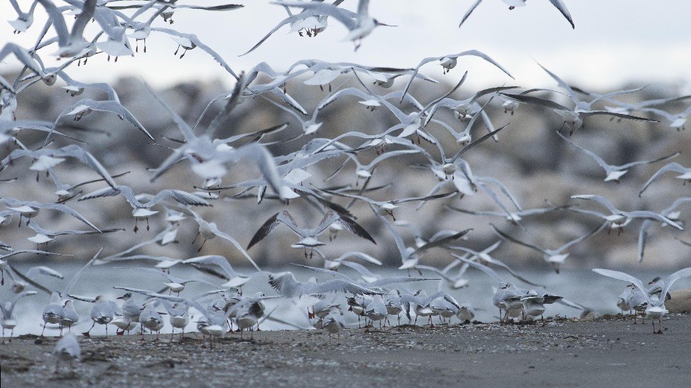 Kar Sebebiyle Kuşlar Sahillere Sığındı