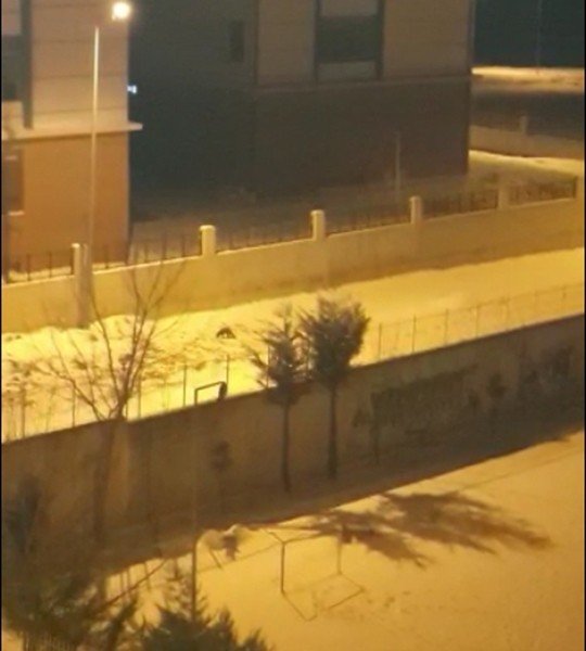 Tekirdağ’da Aç Kalan Tilkiler Şehre İndi