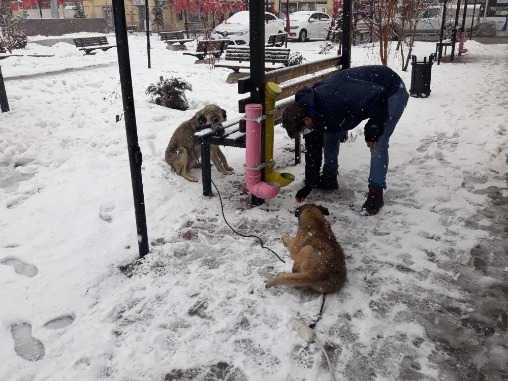 Çaldıran Belediyesinden Can Dostlara Şefkat Eli