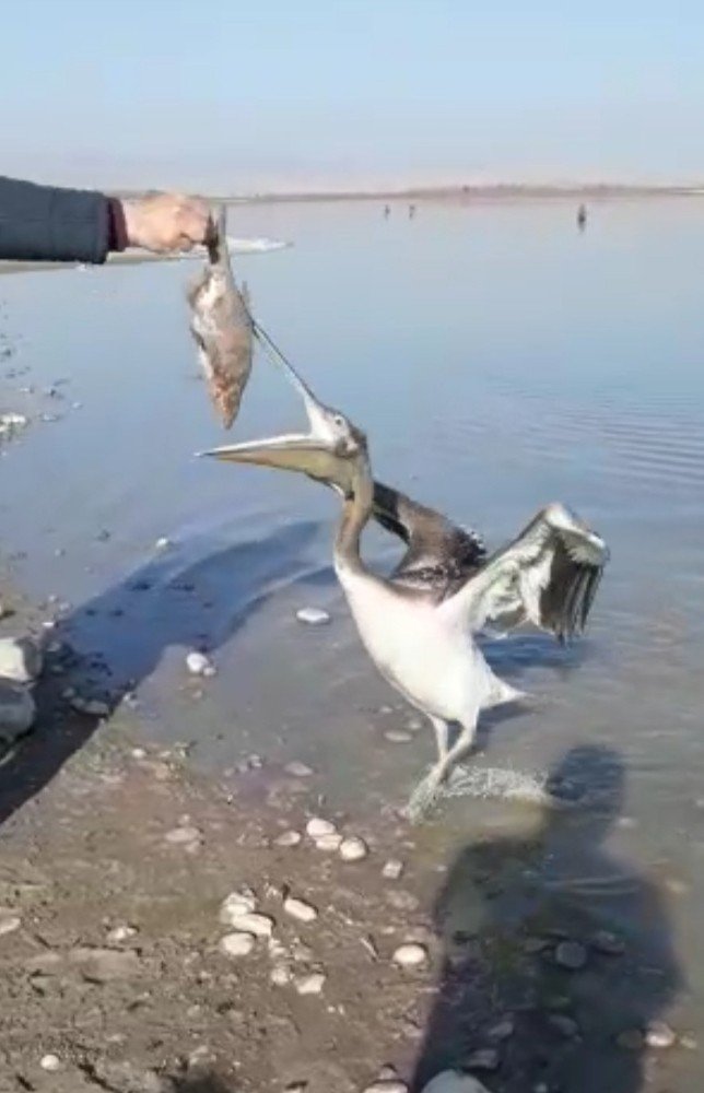 Pelikan Uzatılan Balığı Böyle Yedi